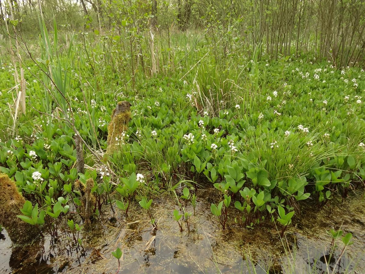 Menyanthes trifoliata (door Jakob Hanenburg)