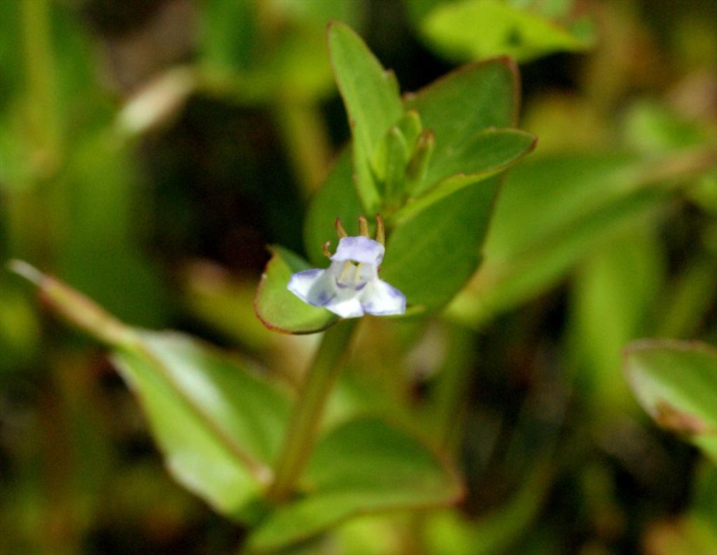 Lindernia dubia (door Joke Schaminée-Sluis)