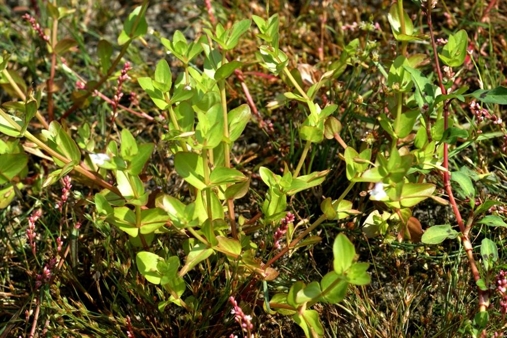 Lindernia dubia (door Joke Schaminée-Sluis)