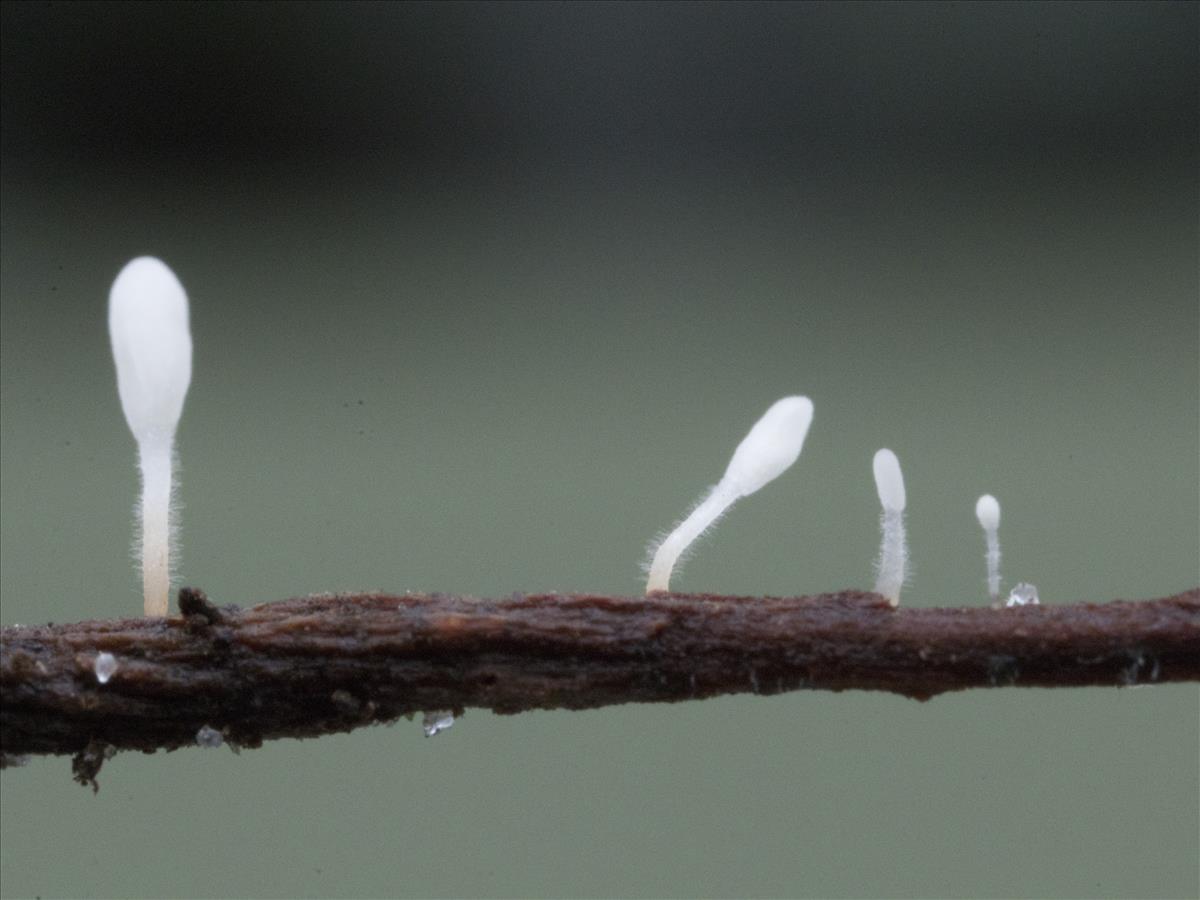 Typhula setipes (door Menno Boomsluiter)