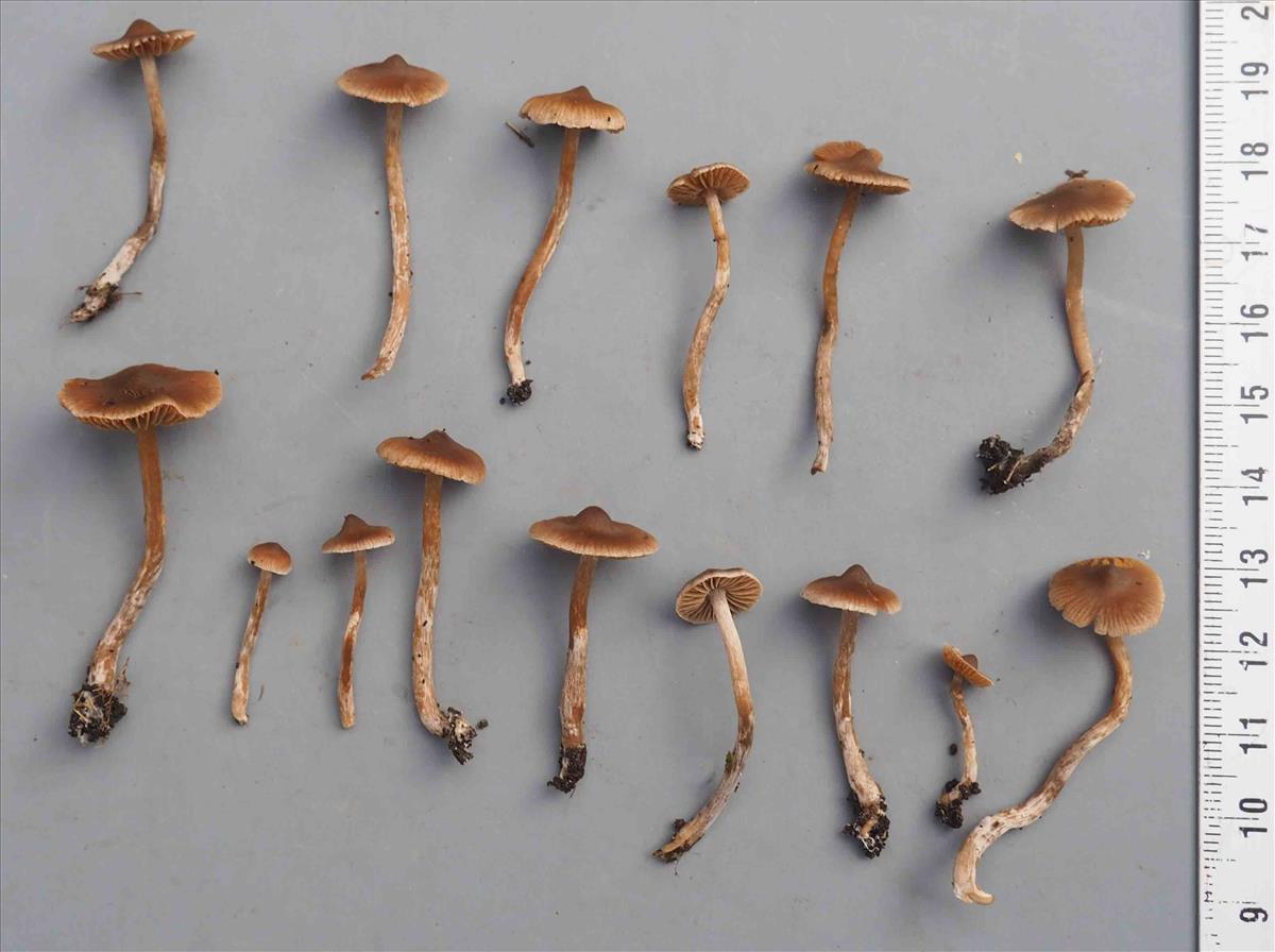 Cortinarius minusculus (door Inge Somhorst)