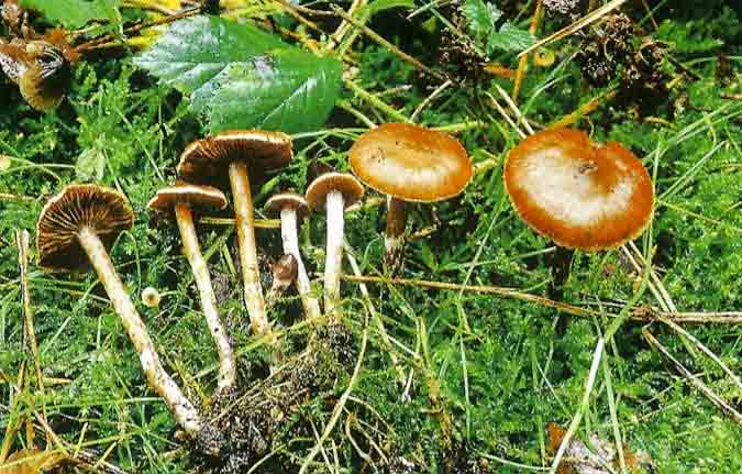 Cortinarius pauperculus (door André de Haan)