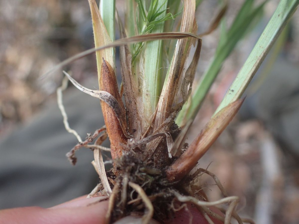 Carex pallescens (door Stef van Walsum)