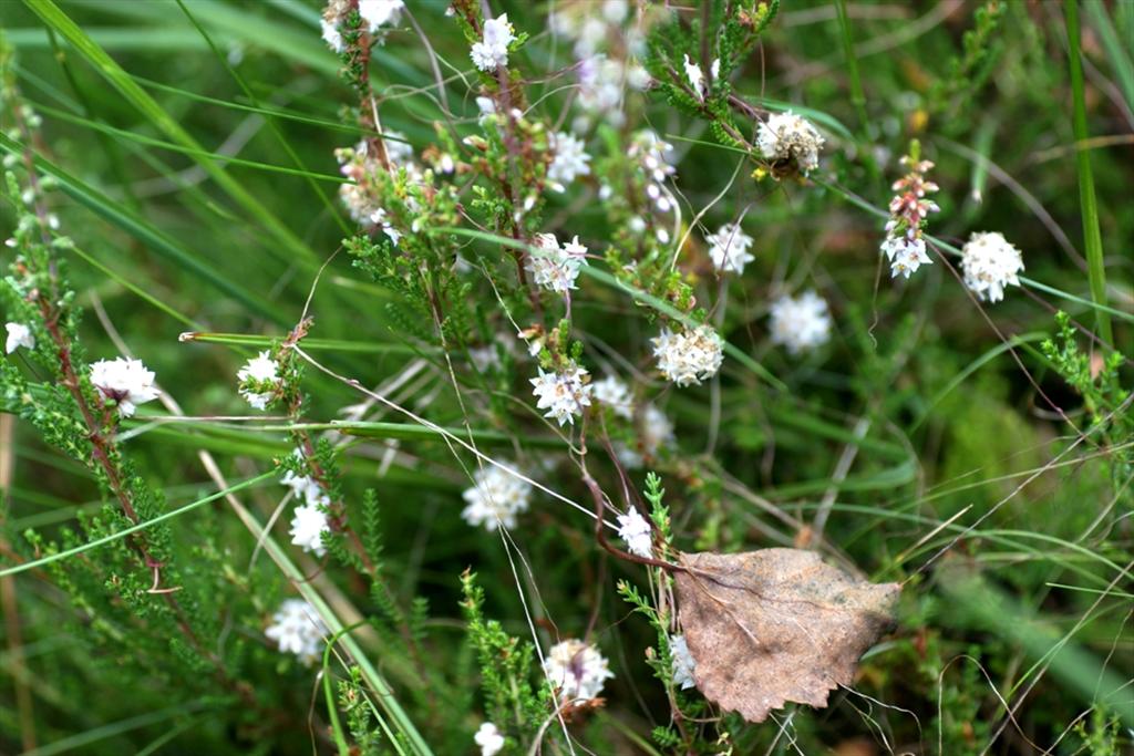 Cuscuta epithymum (door Joke Schaminée-Sluis)