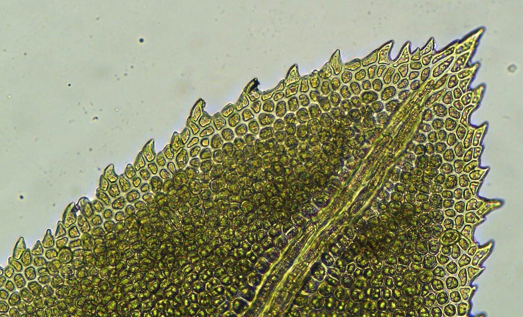 Fissidens dubius var. dubius (door Koos van der Vaart)