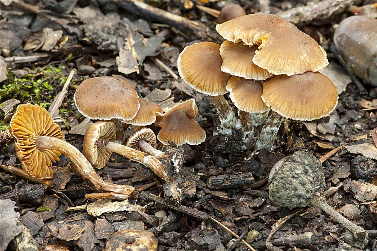 Cortinarius russulispermus (door Nico Dam)