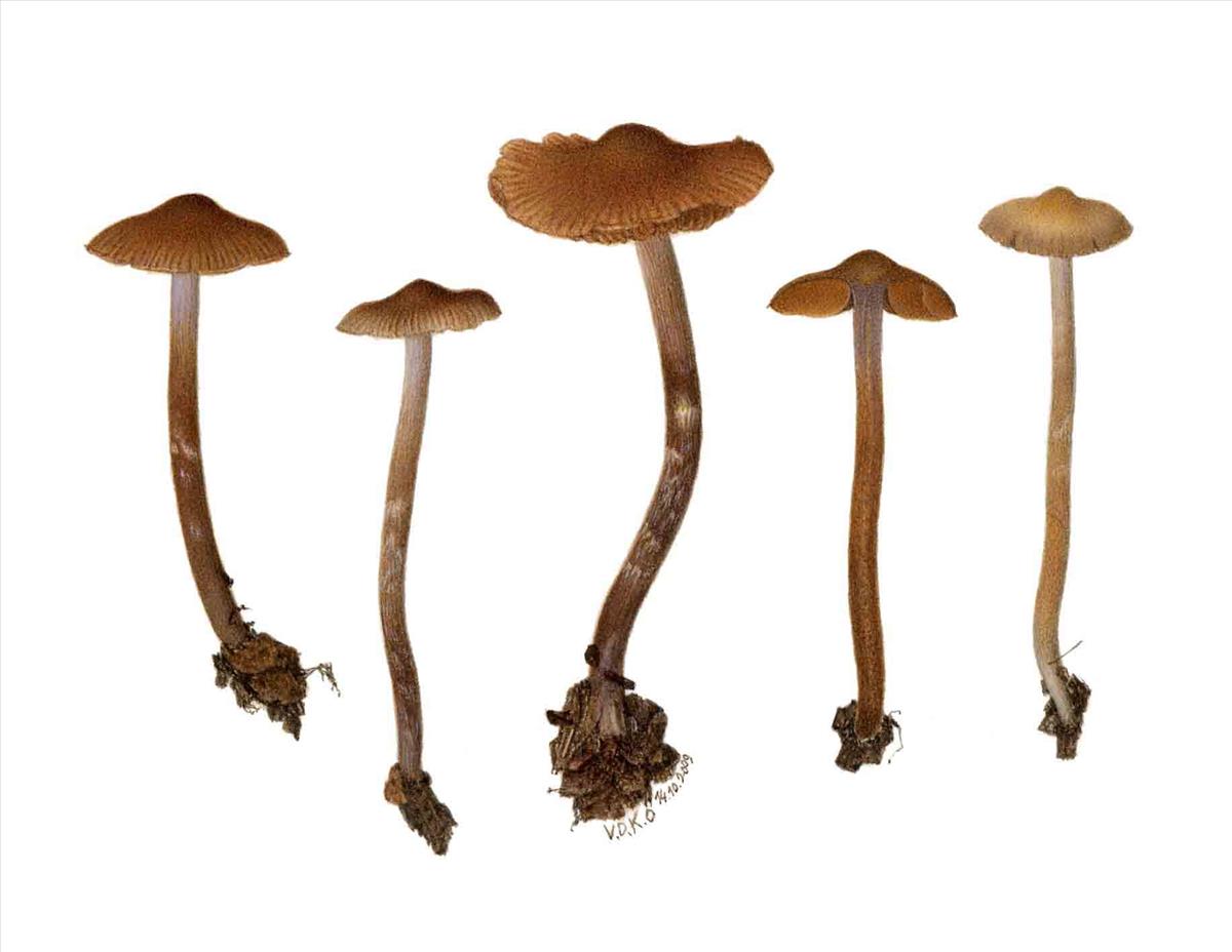 Cortinarius russulispermus (door Omer Van de Kerckhove)