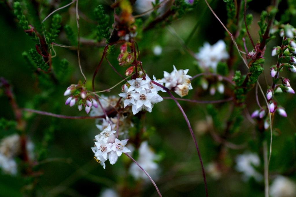 Cuscuta epithymum (door Joke Schaminée-Sluis)