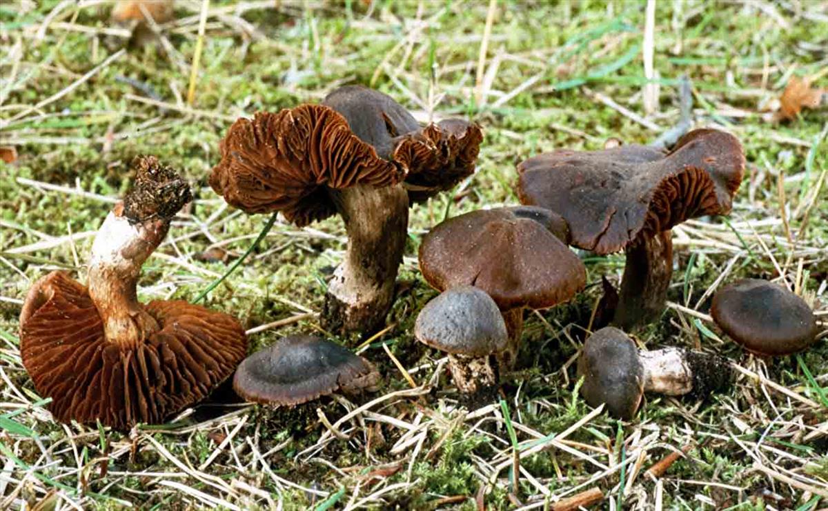 Cortinarius basiroseus (door André de Haan)