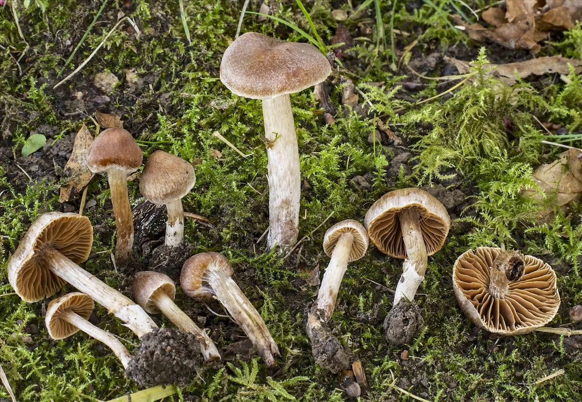 Cortinarius incisior (door Peter Verstraeten)