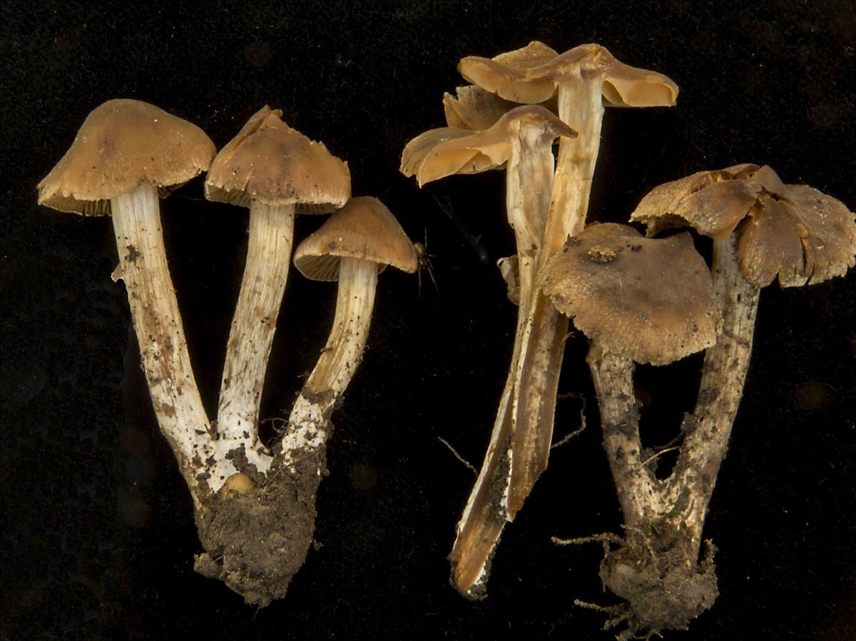 Cortinarius incisior (door Nico Dam)