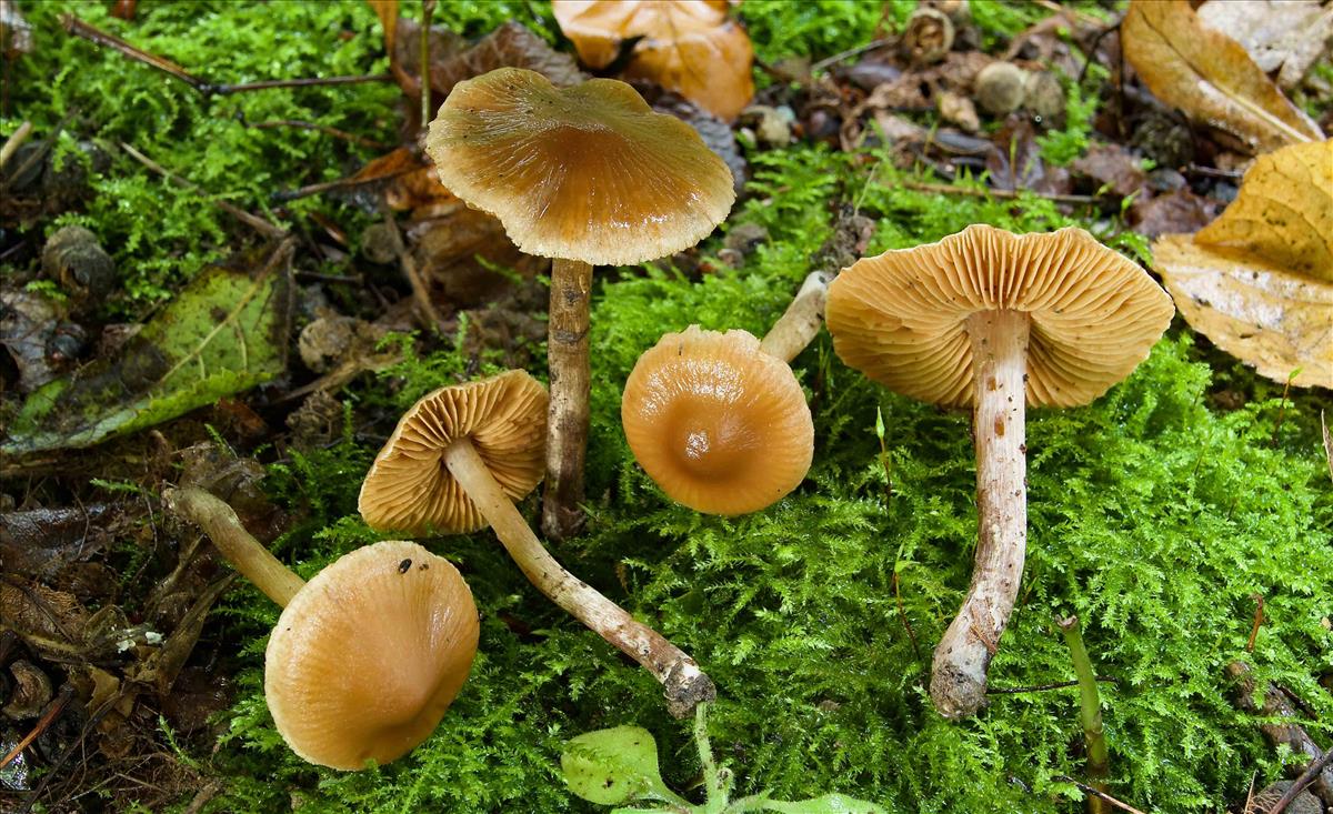 Cortinarius incisior (door Peter Verstraeten)