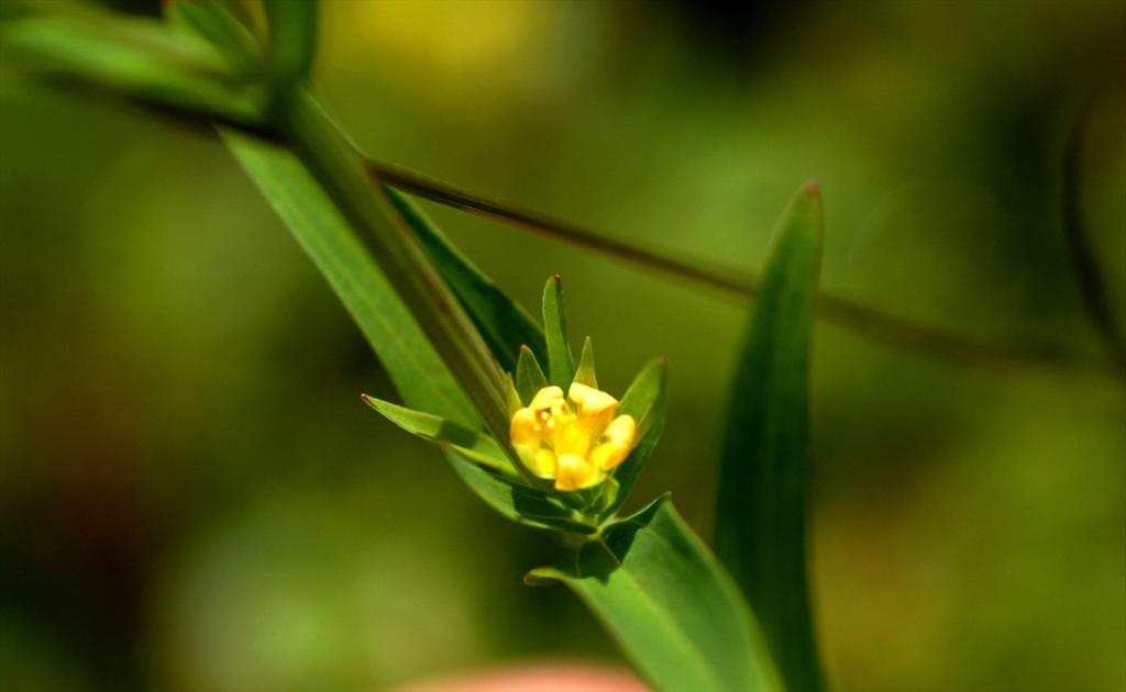 Hypericum majus (door Joke Schaminée-Sluis)