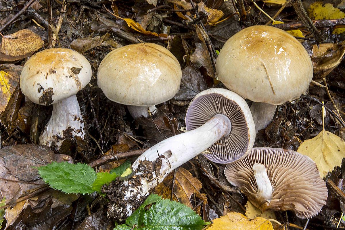 Cortinarius largus (door Nico Dam)