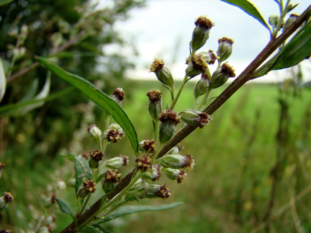 Artemisia verlotiorum (door Joop Verburg)