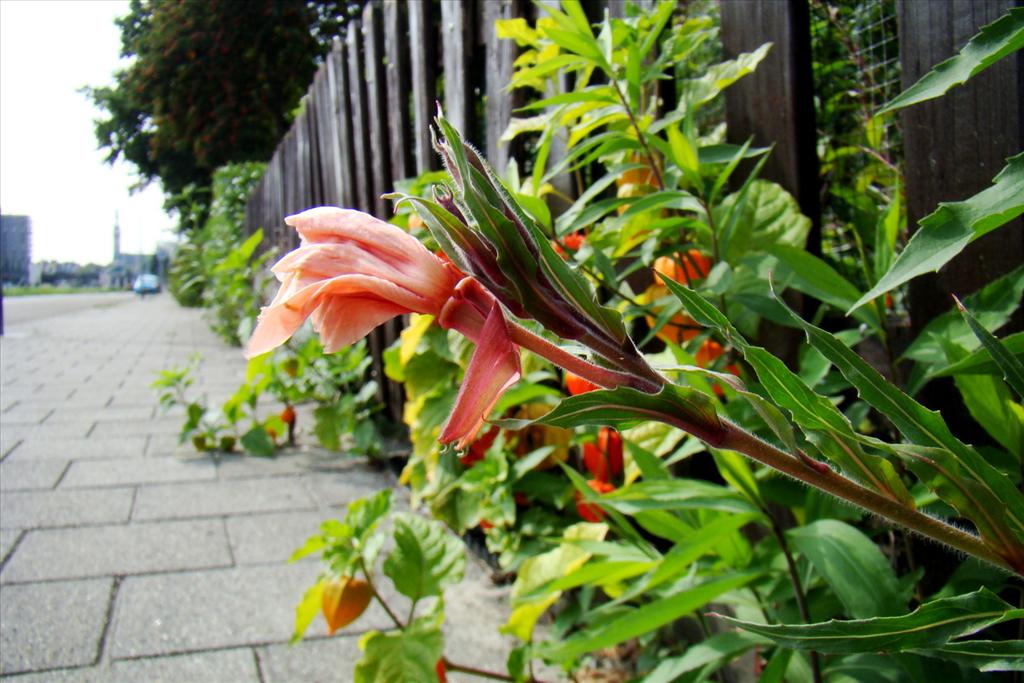 Oenothera stricta (door Joop Verburg)