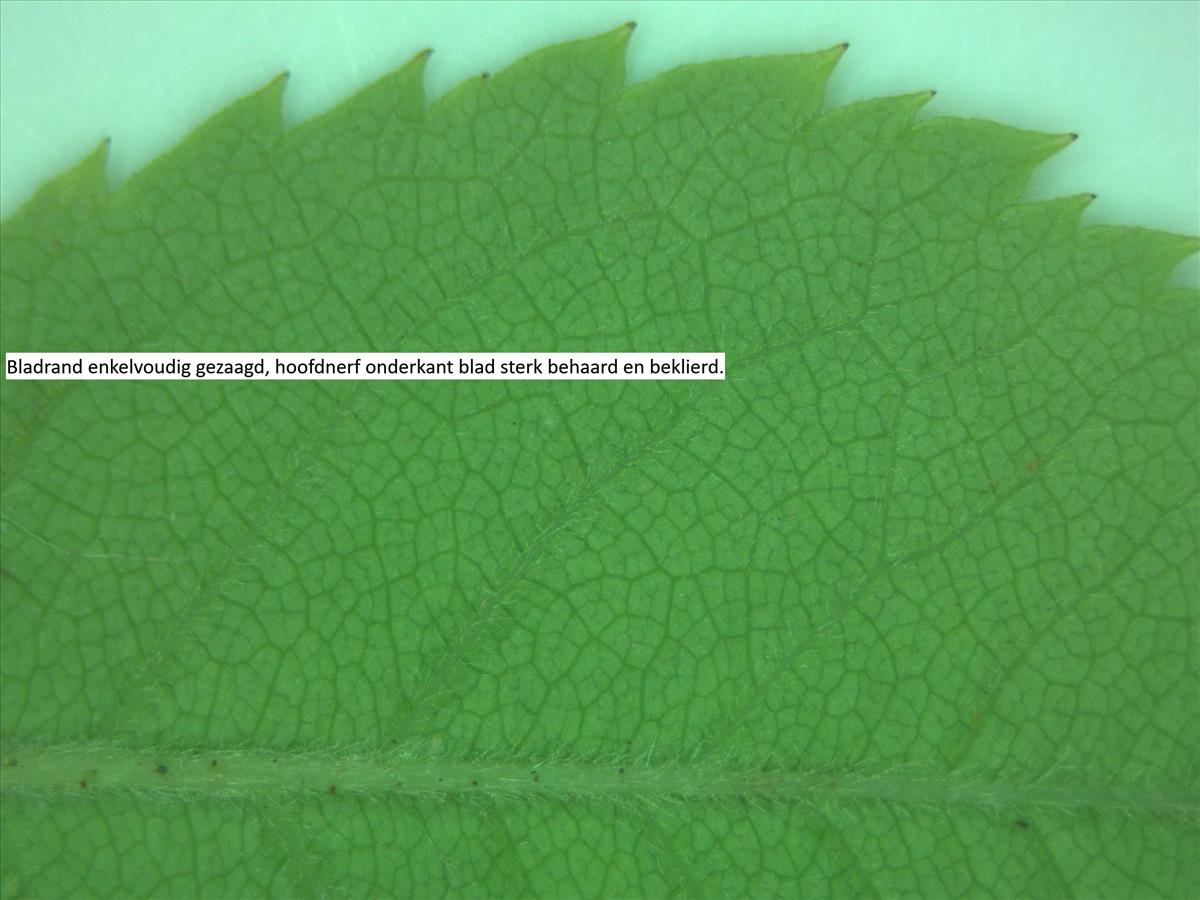 Rosa corymbifera x tomentella (door Jan Klinckenberg)