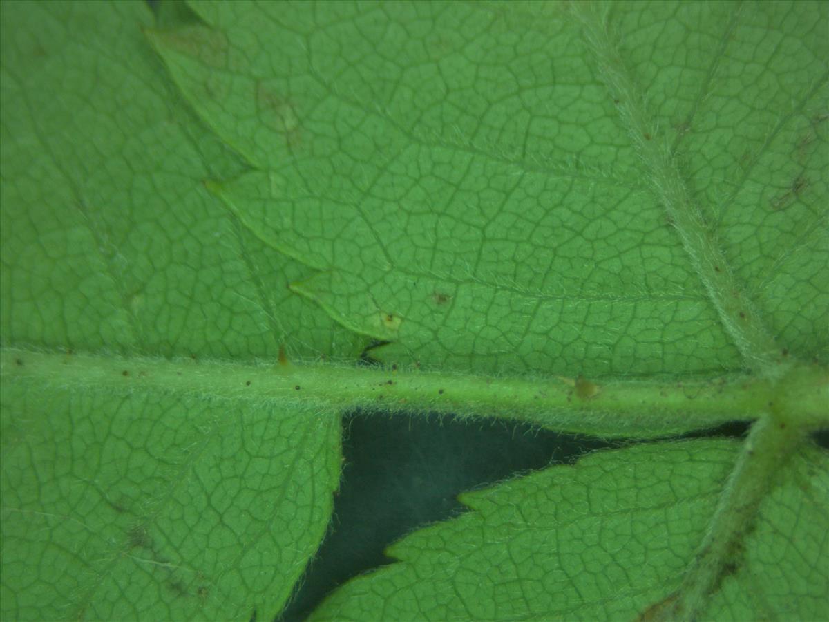 Rosa corymbifera x tomentella (door Jan Klinckenberg)