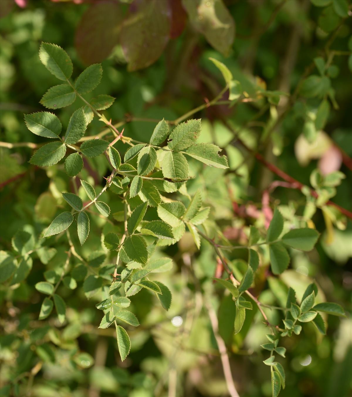 Rosa corymbifera x tomentella (door Jan Klinckenberg)