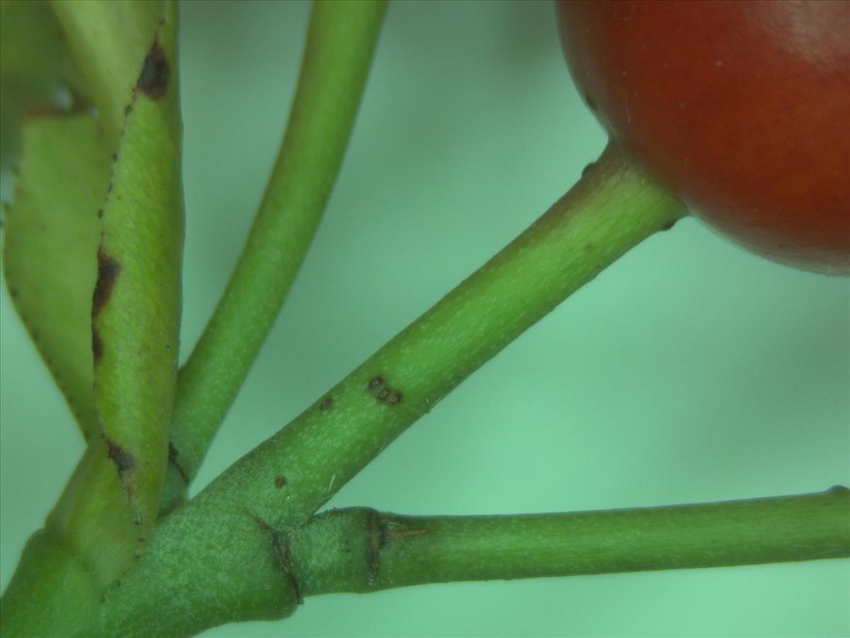 Rosa x subcanina (door Jan Klinckenberg)