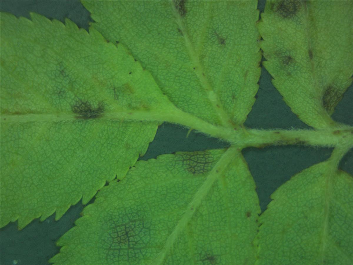 Rosa x subcollina (door Jan Klinckenberg)