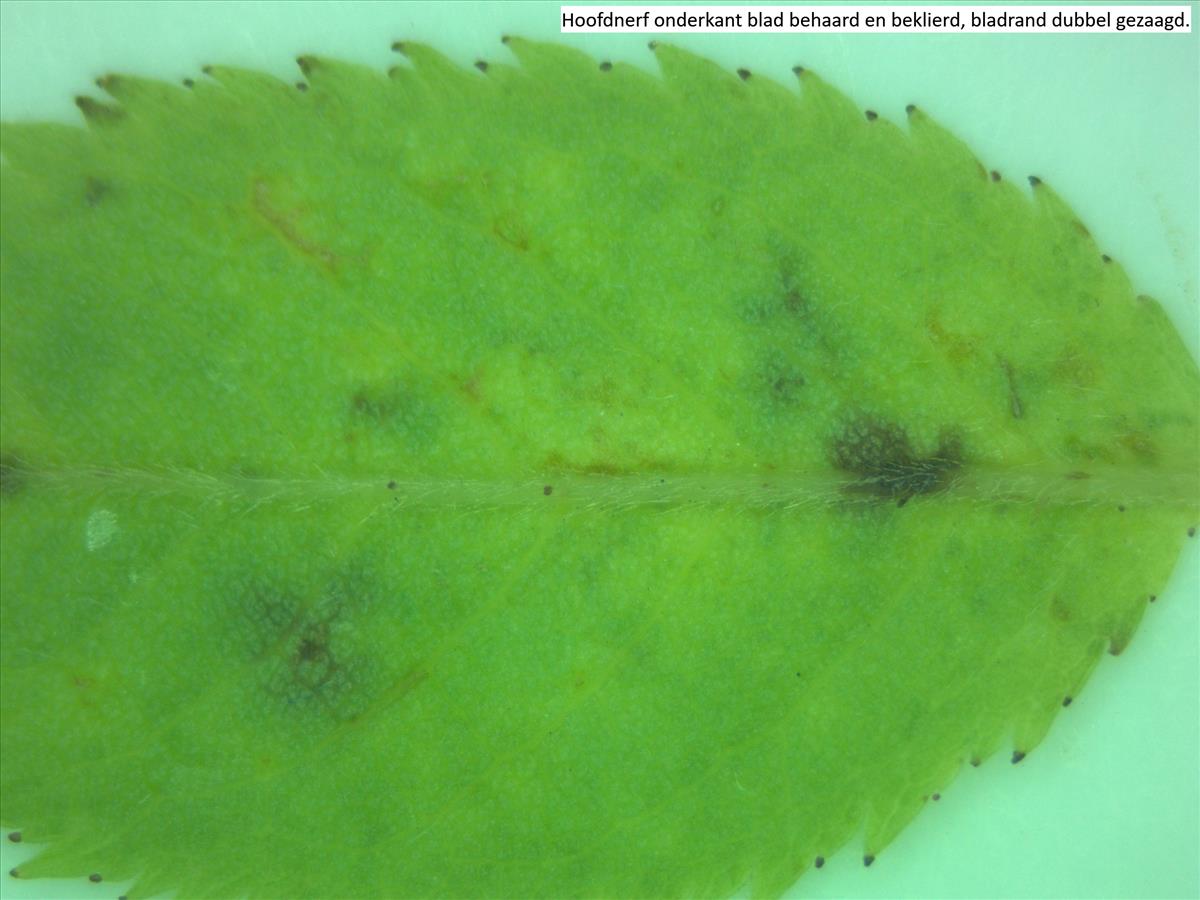 Rosa x subcollina (door Jan Klinckenberg)