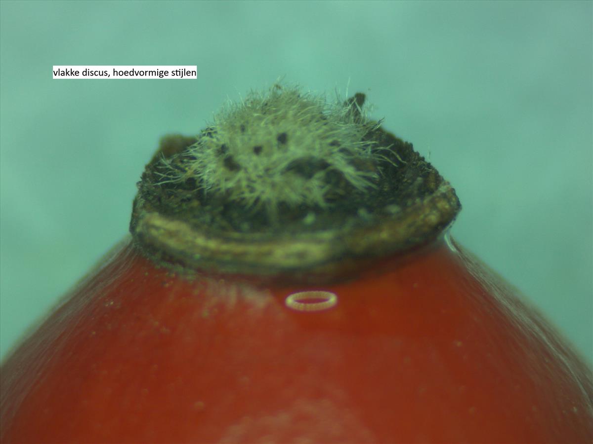 Rosa x subcollina (door Jan Klinckenberg)