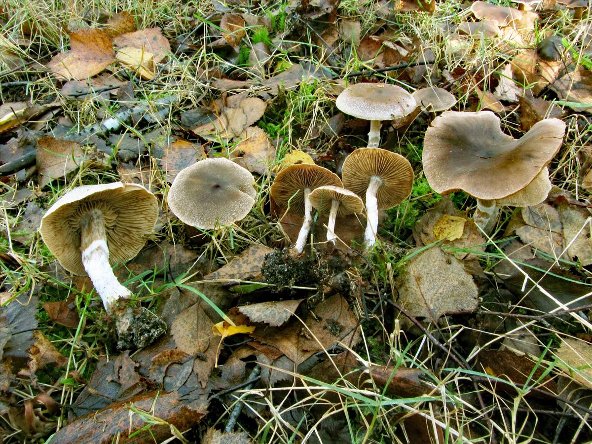 Cortinarius hemitrichus (door André de Haan)