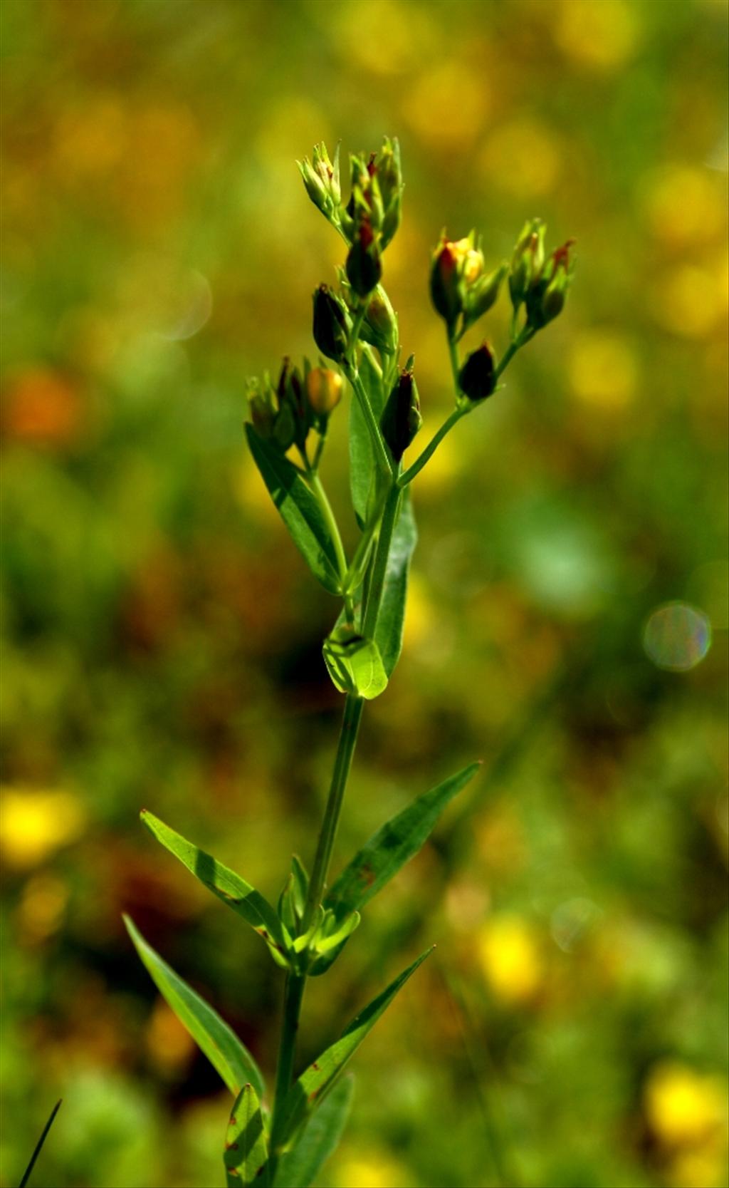 Hypericum majus (door Joke Schaminée-Sluis)