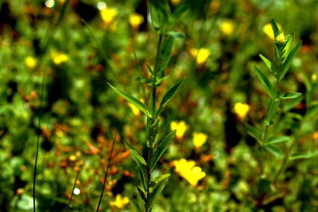 Hypericum majus (door Joke Schaminée-Sluis)