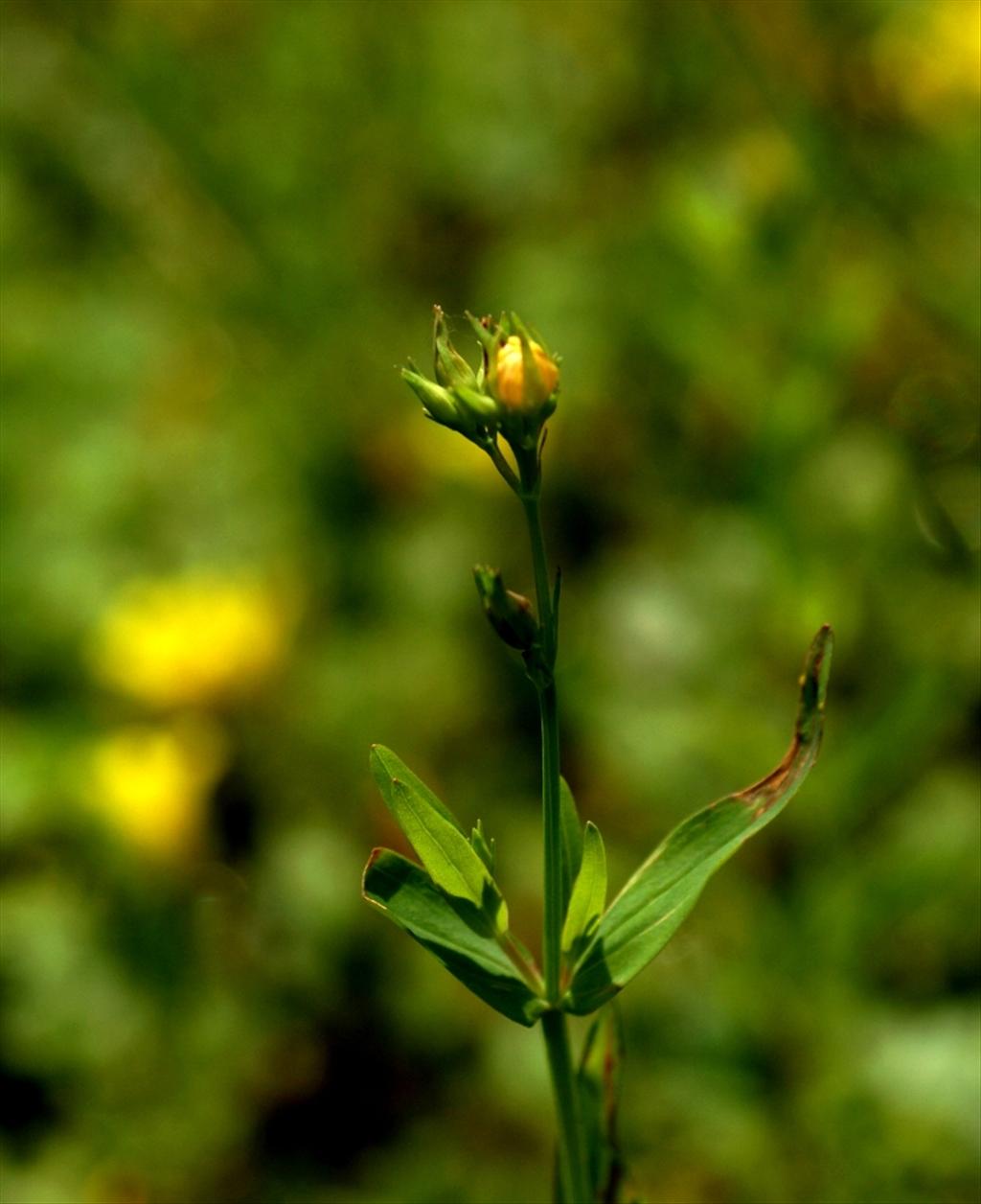 Hypericum majus (door Joke Schaminée-Sluis)