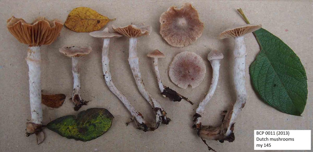 Cortinarius expallens (door Inge Somhorst)