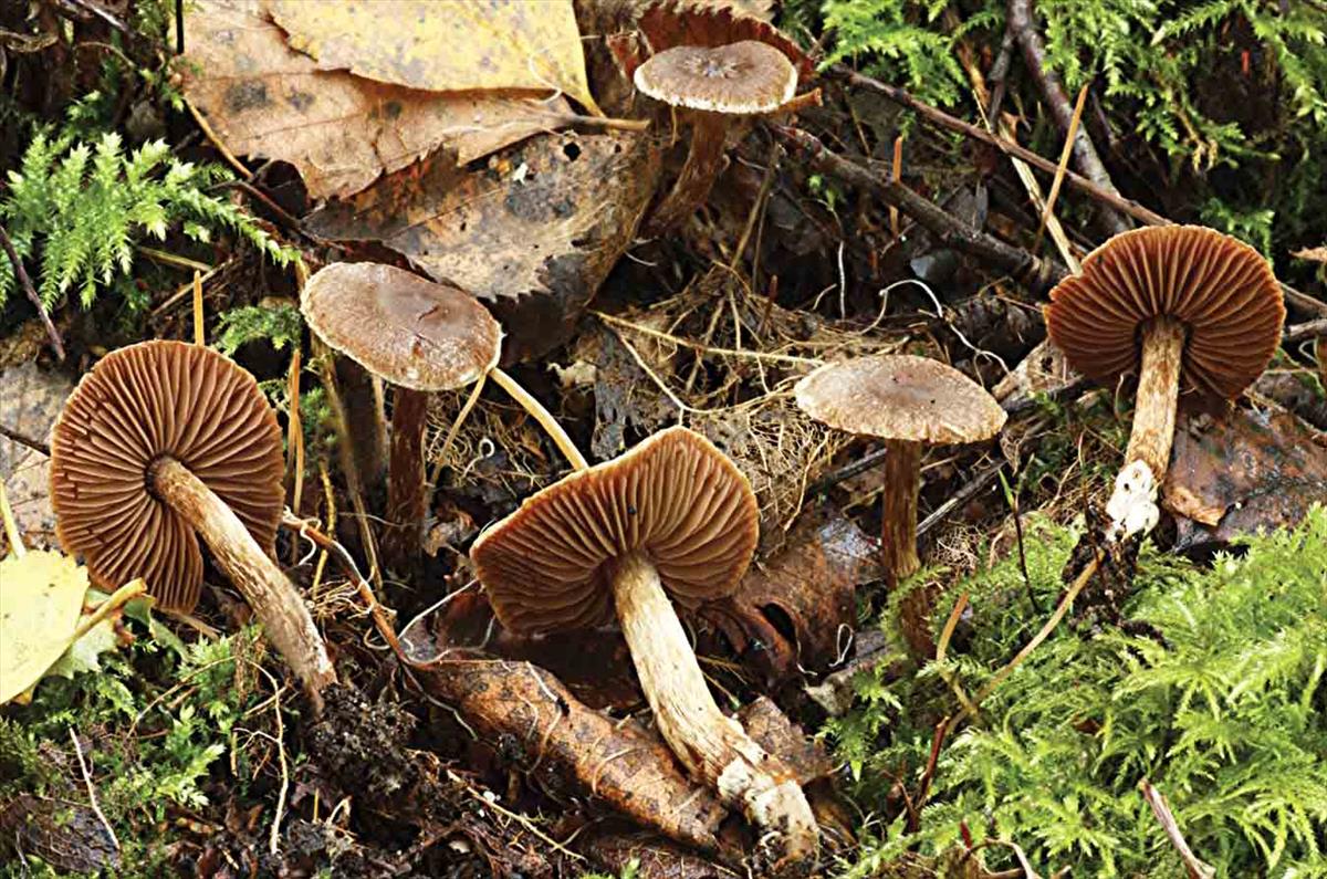 Cortinarius impolitus (door André de Haan)