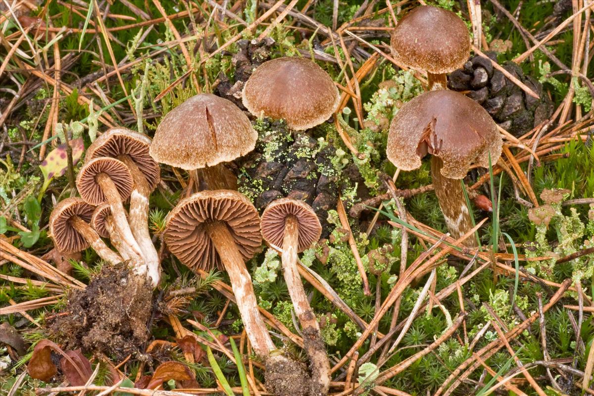 Cortinarius impolitus (door André de Haan)