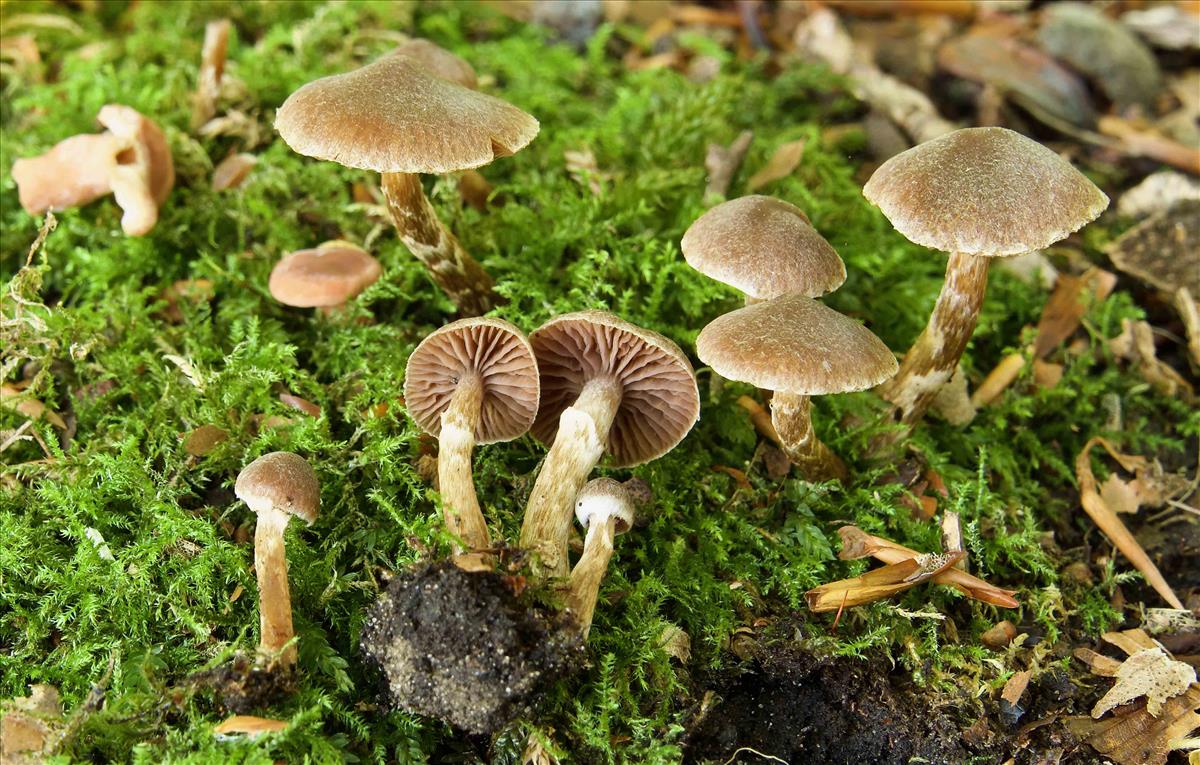 Cortinarius impolitus (door Peter Verstraeten)
