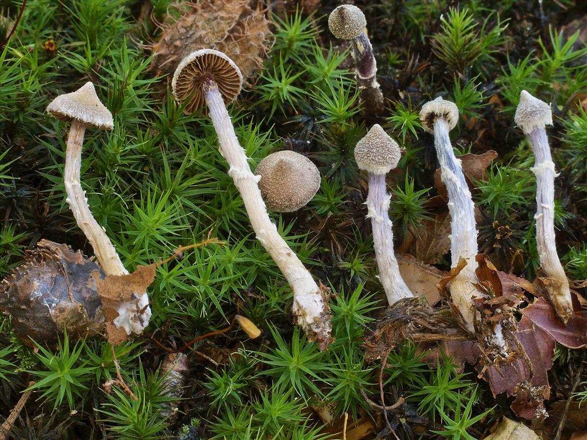 Cortinarius flexipes (door Peter Verstraeten)