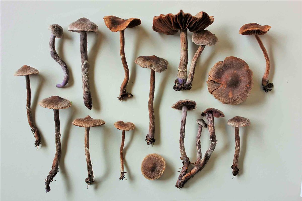 Cortinarius flexipes (door Omer Van de Kerckhove)