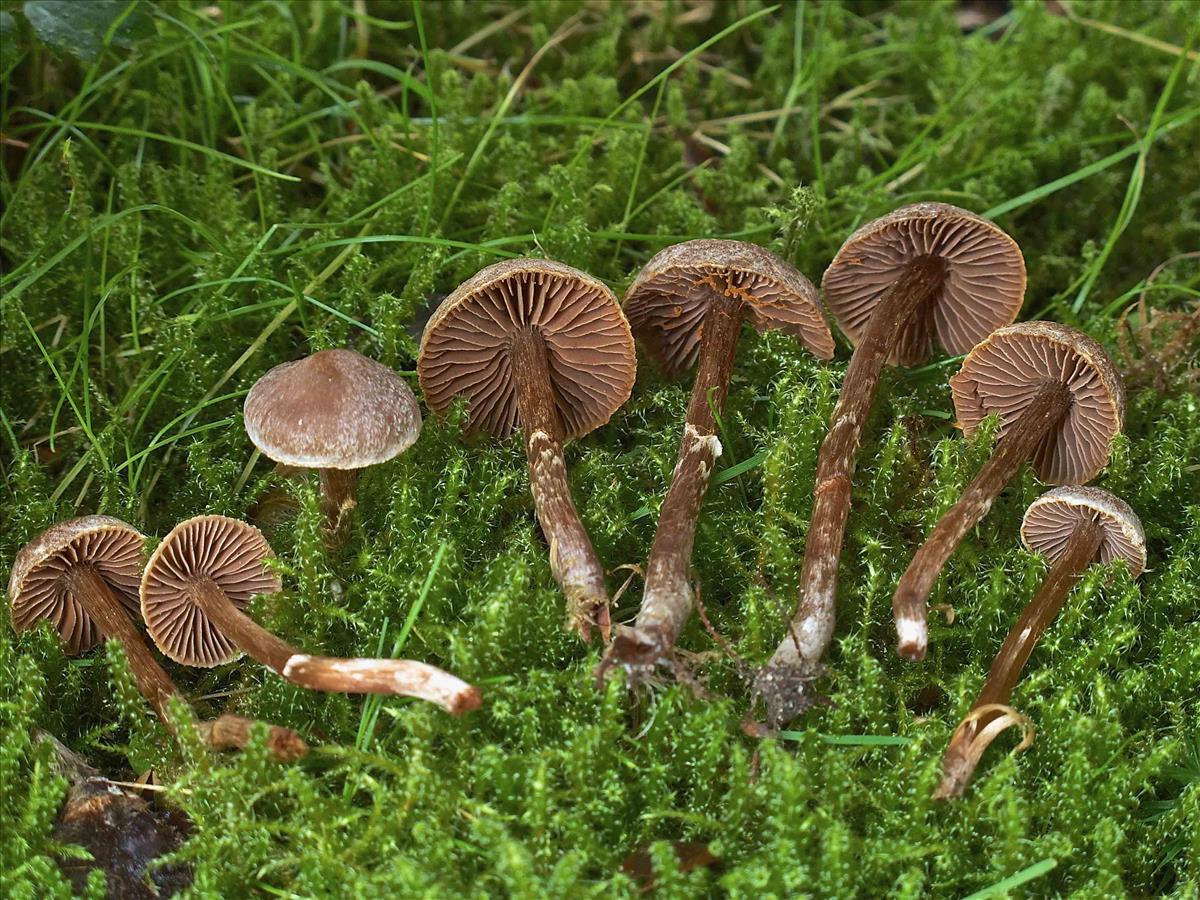 Cortinarius geraniolens (door Peter Verstraeten)