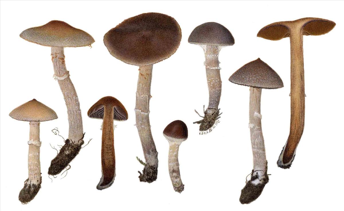 Cortinarius geraniolens (door Omer Van de Kerckhove)