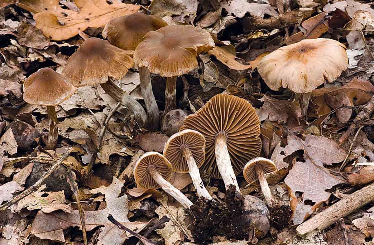 Cortinarius pilatii (door André de Haan)