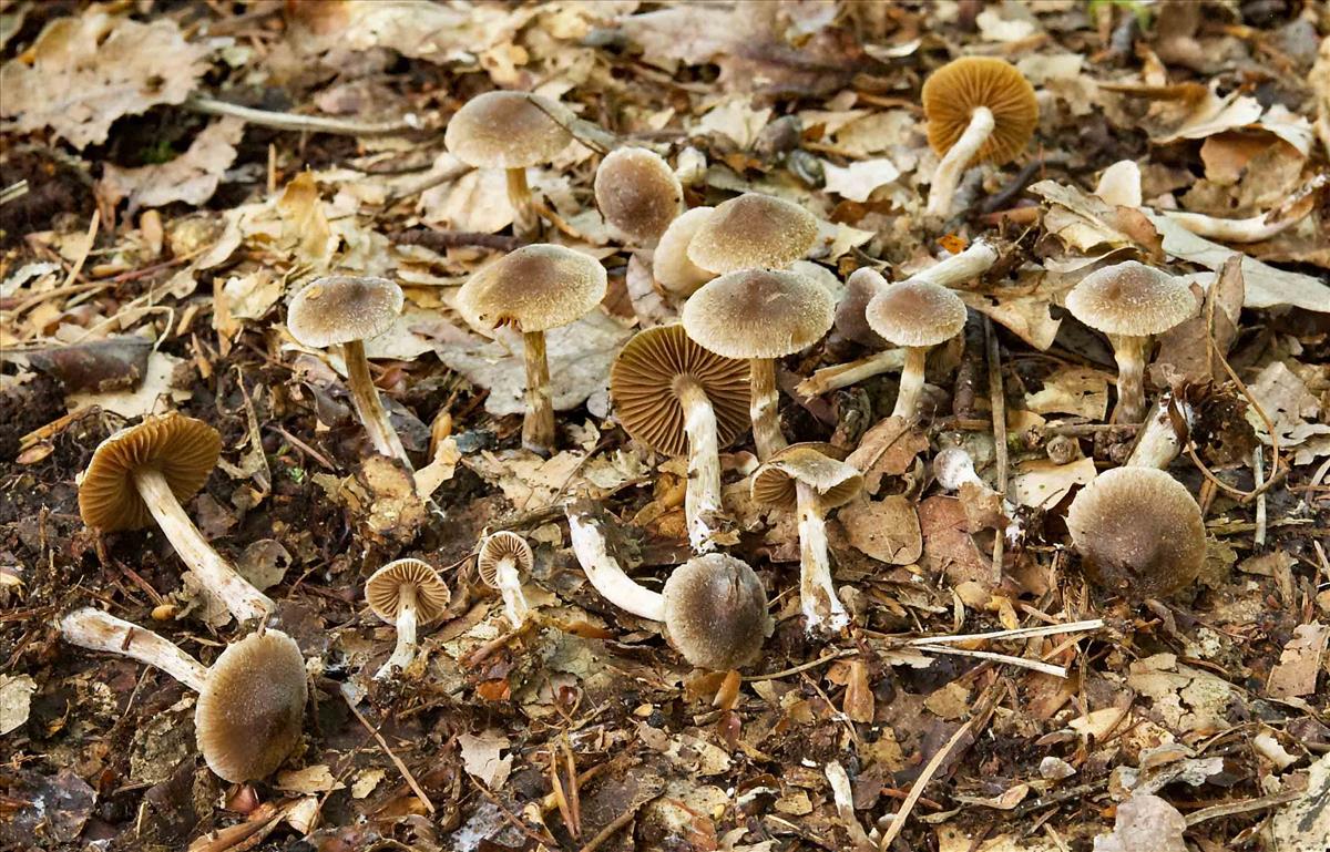 Cortinarius pilatii (door Peter Verstraeten)