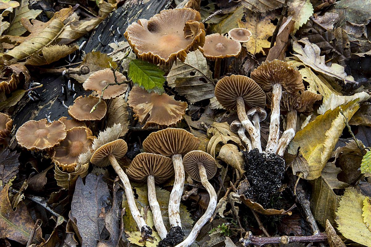 Cortinarius fagetorum (door Nico Dam)