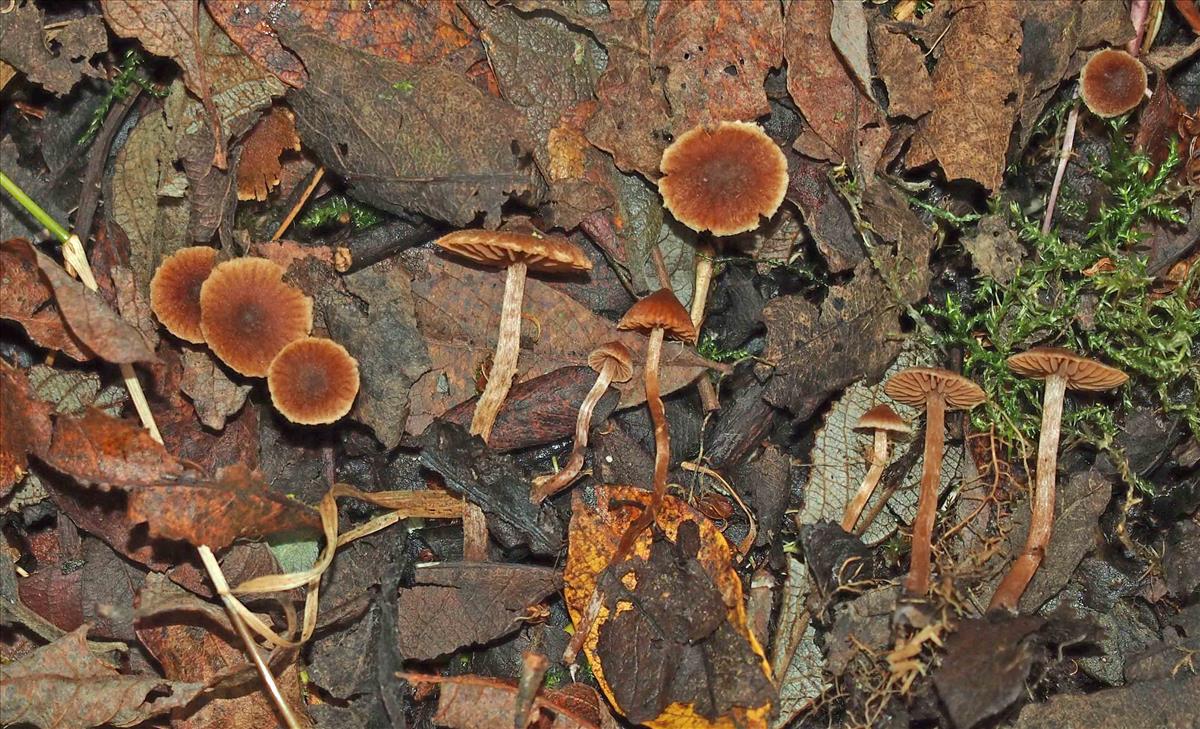Cortinarius comatus (door Inge Somhorst)