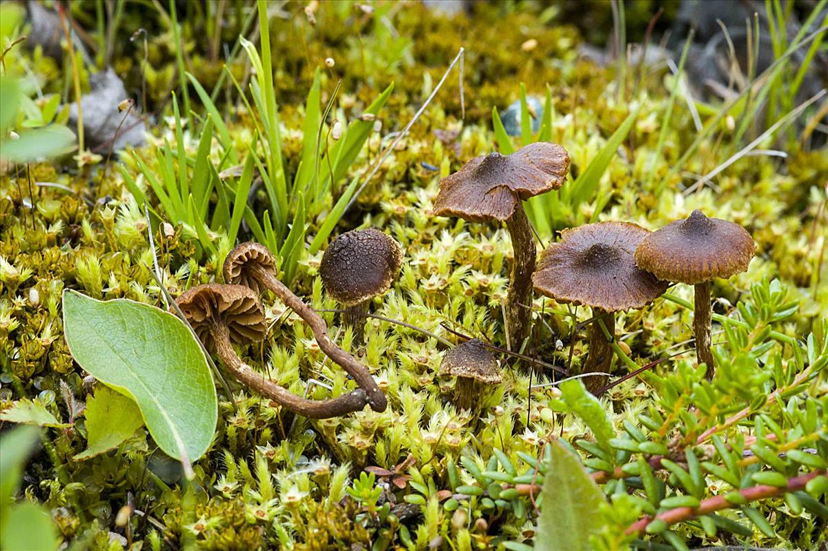 Cortinarius comatus (door Nico Dam)