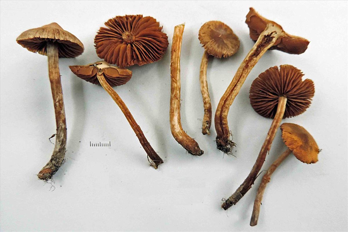 Cortinarius umbrinolutescens (door Jaap Wisman)