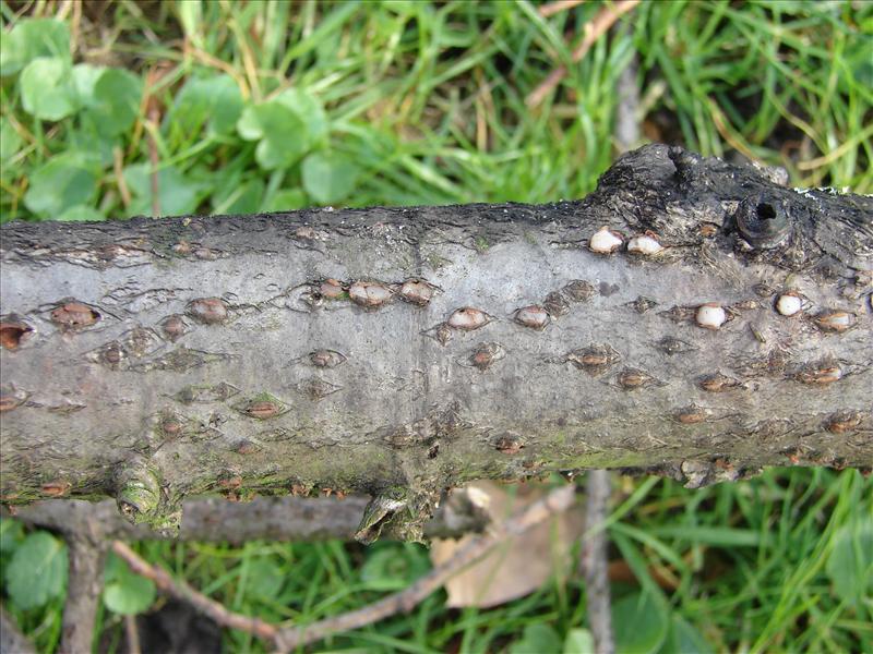 Achroomyces disciformis (door Ida Bruggeman)