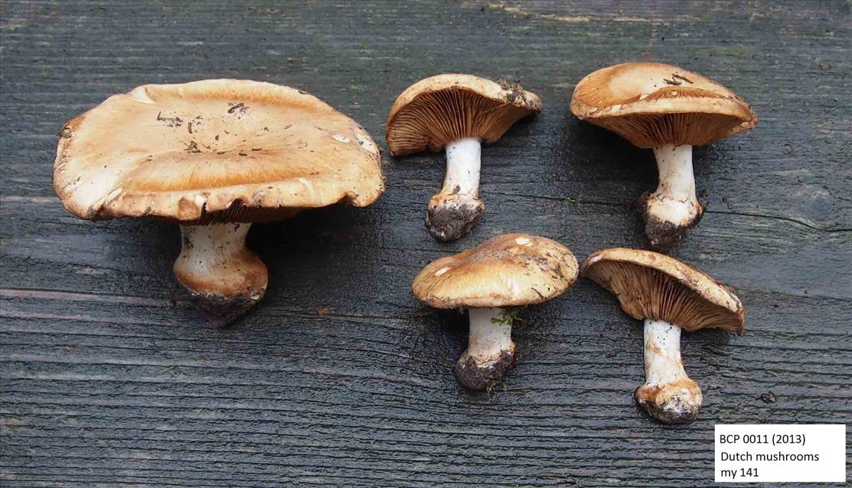 Cortinarius areni-silvae (door Inge Somhorst)