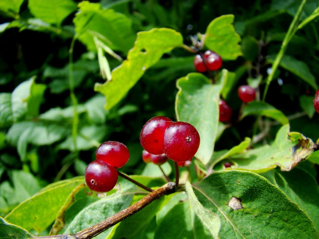 Lonicera xylosteum (door Joop Verburg)