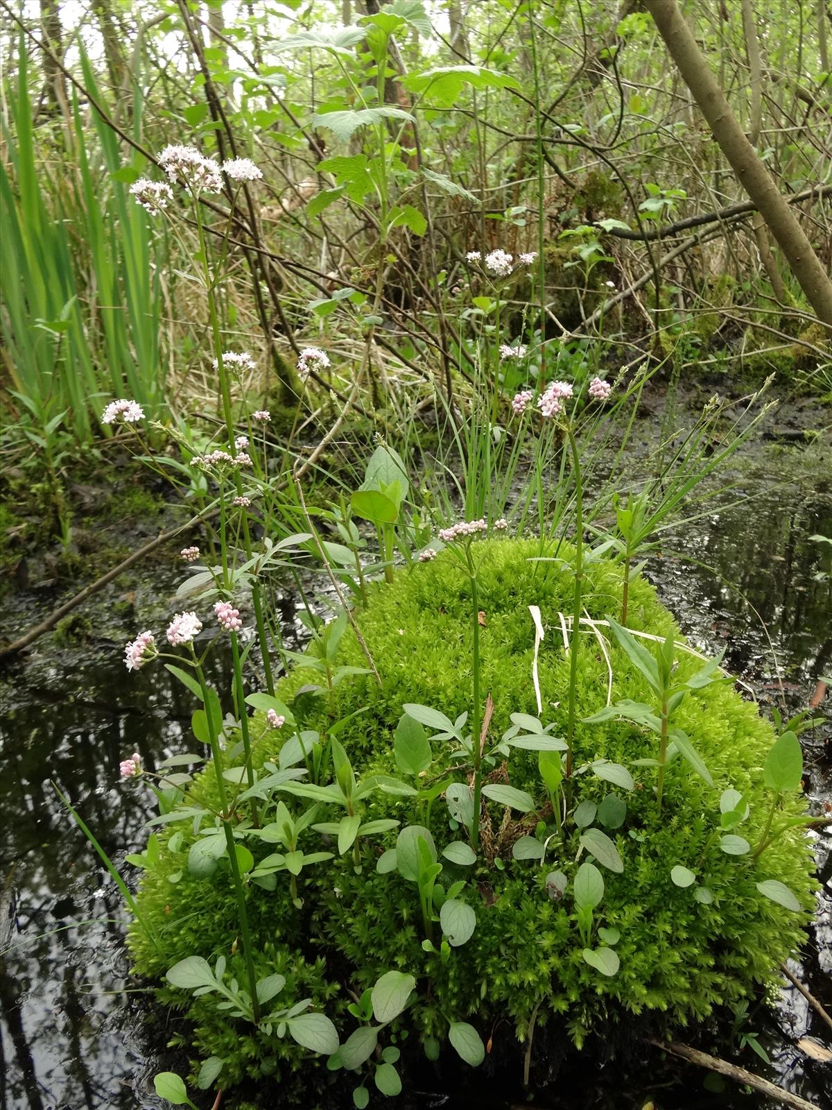 Valeriana dioica (door Jakob Hanenburg)