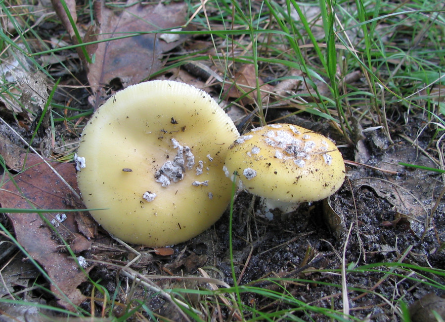 Amanita gemmata (door Paul Coene)